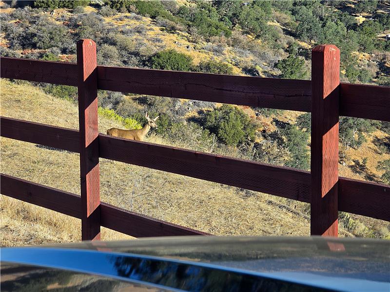 ...but, you'll need to share with the locals.