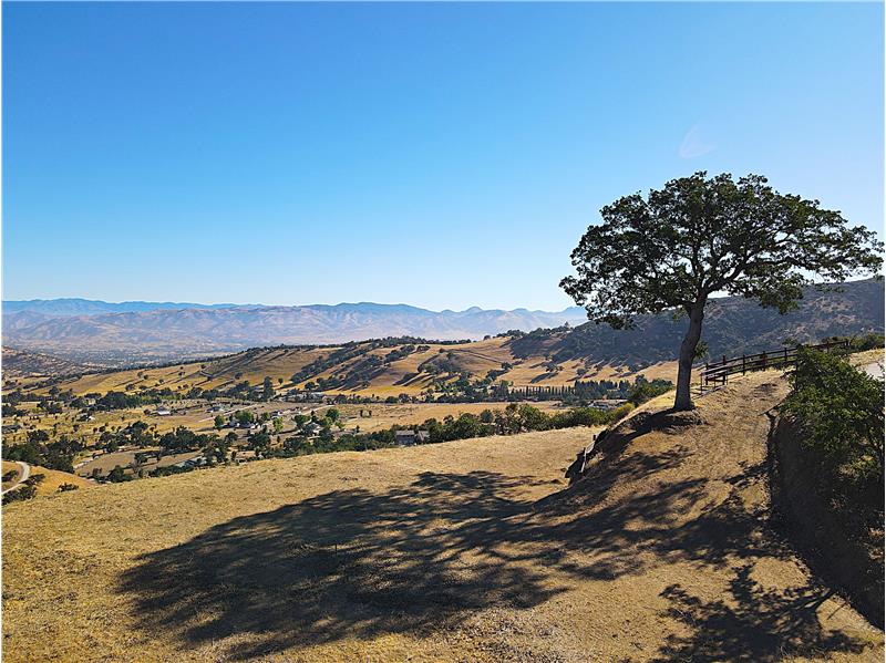 This Lone Oak is super healthy stemming from a trim and Mistletoe removal in 2023.