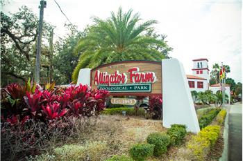 Alligator Farm