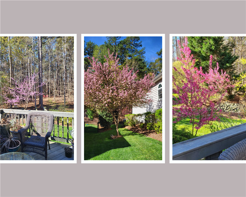 Spring flowering trees