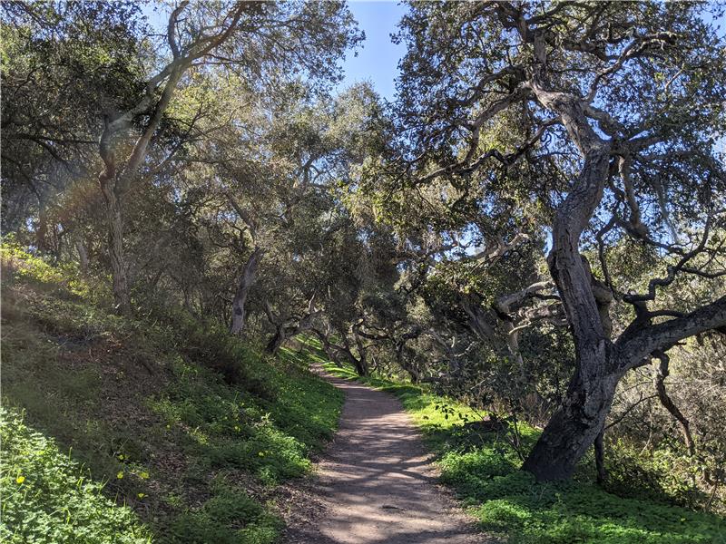 The James Way Oak Habitat Preserve. Is this your path?
