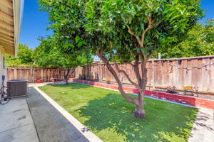 2 Lovely Fruit-Producing Fruit Trees in Back Yard!