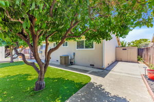 Fruit-Producing Orange Trees in Back Yard!