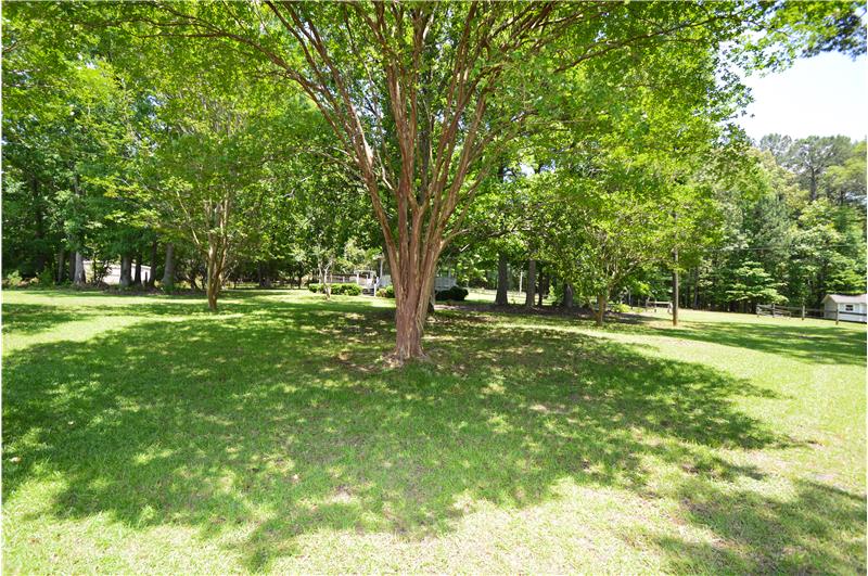 mature crepe myrtles