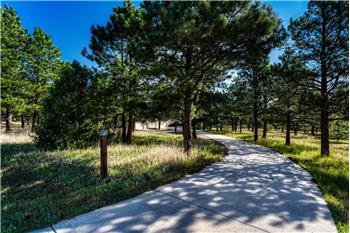The drive comes in through the pines.
