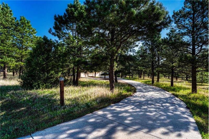 The drive comes in through the pines.