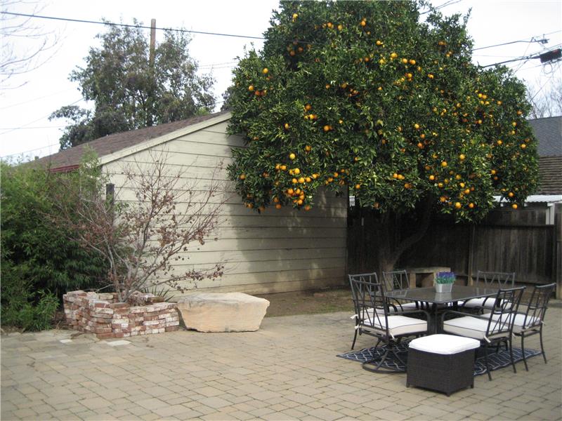 Large Orange Tree in Backyard