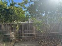 Sunny Backyard with Lemon Tree!!