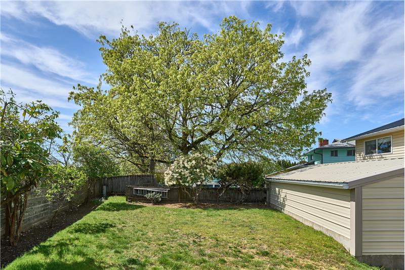 Another View of the Backyard