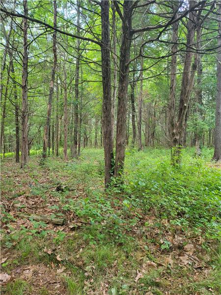 Trail leds to the very back of lot-Woods have been considerably cleared