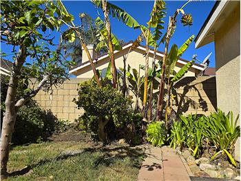Private backyard with mature fruit treesrare lowmaintenance garden living in a gated area.