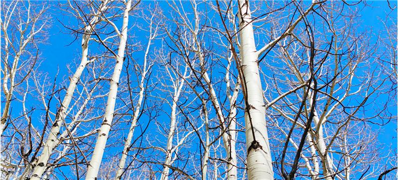 Aspen Groves on Property