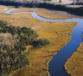 The Pocotaligo surrounding Rivers Reach