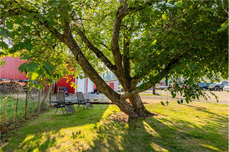 Walnut tree & swings