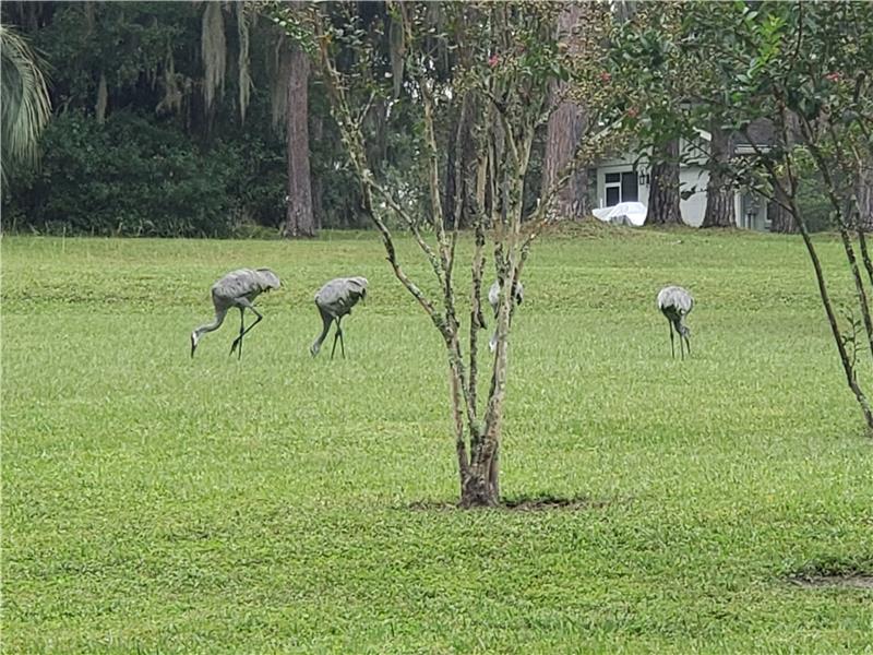 Sandhill Cranes Visit Regularly