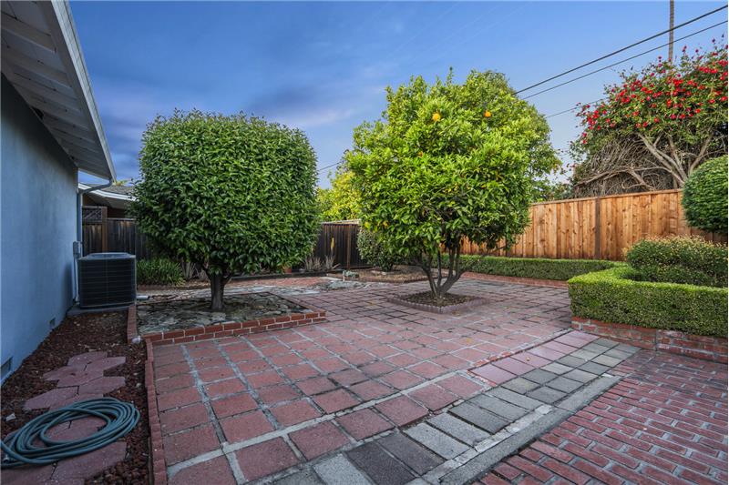 Backyard - Orange Tree 