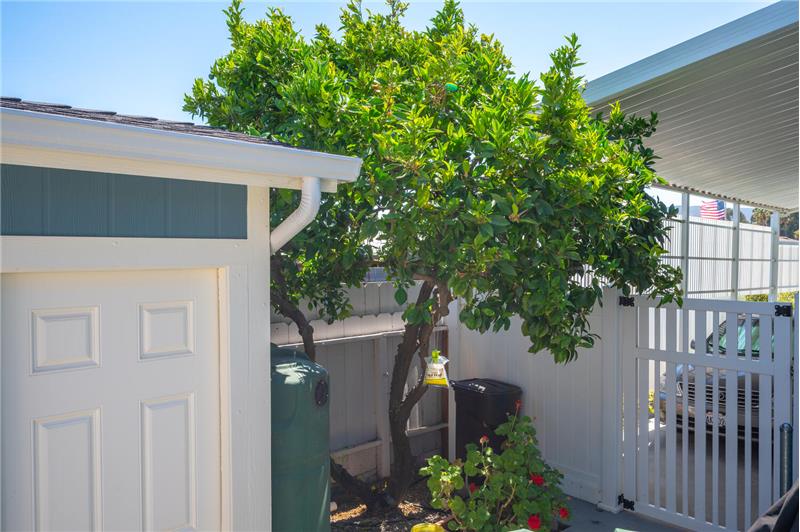 Wonderful producing orange tree.