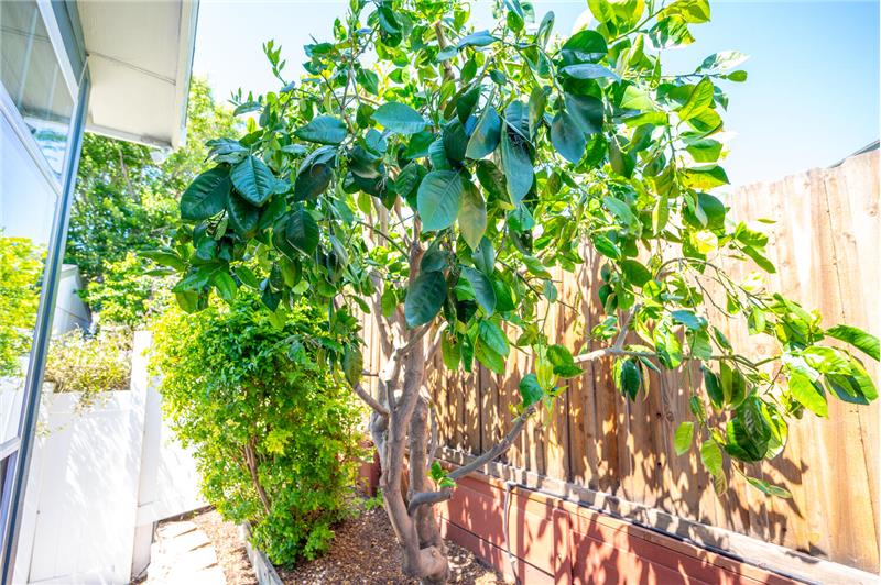 Enjoy your own pomelo tree
