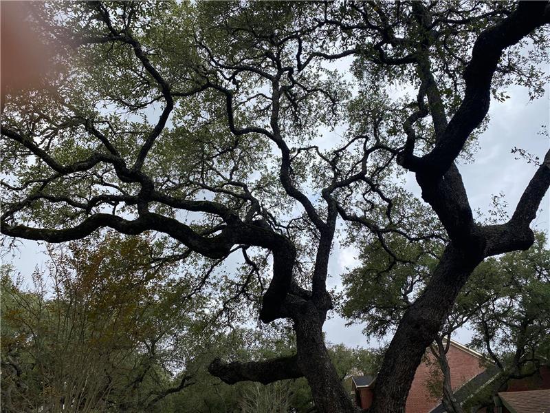 Massive old oaks