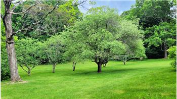 Fruit trees in the backyard