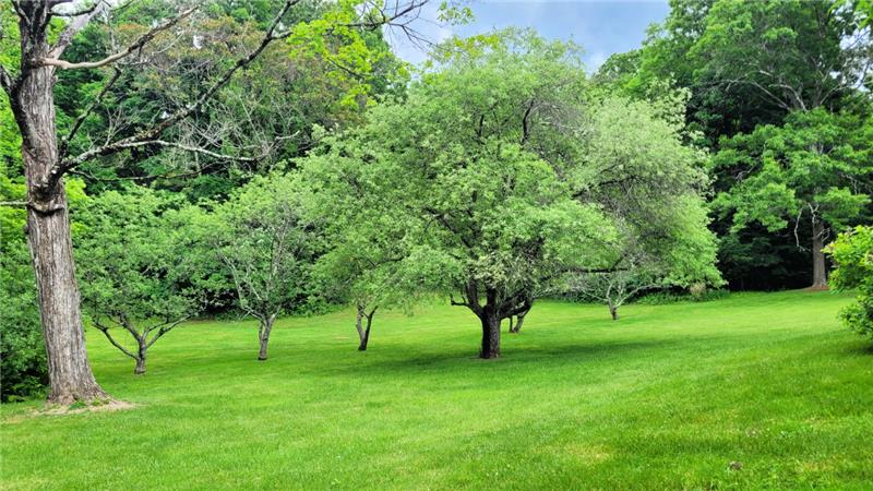 Fruit trees in the backyard