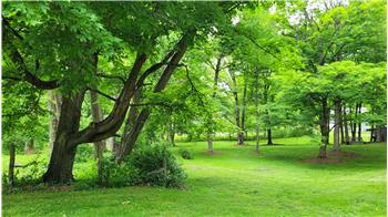 The trees  help with privacy