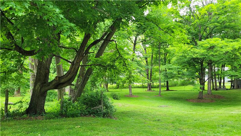 The trees  help with privacy