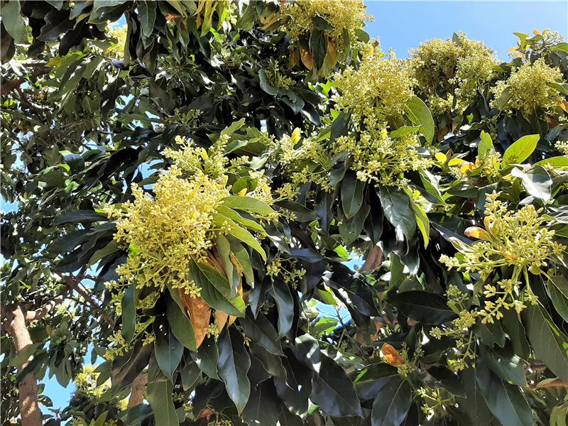 LOOK AT ALL THE BUDDING AVOCADOS ON THIS TREE!!! Last year, over 800 bacon avocados came off this tree!!!