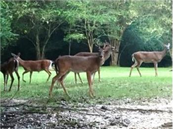 Primary listing photos for listing ID 530228