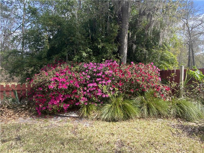 Blooming Azaleas