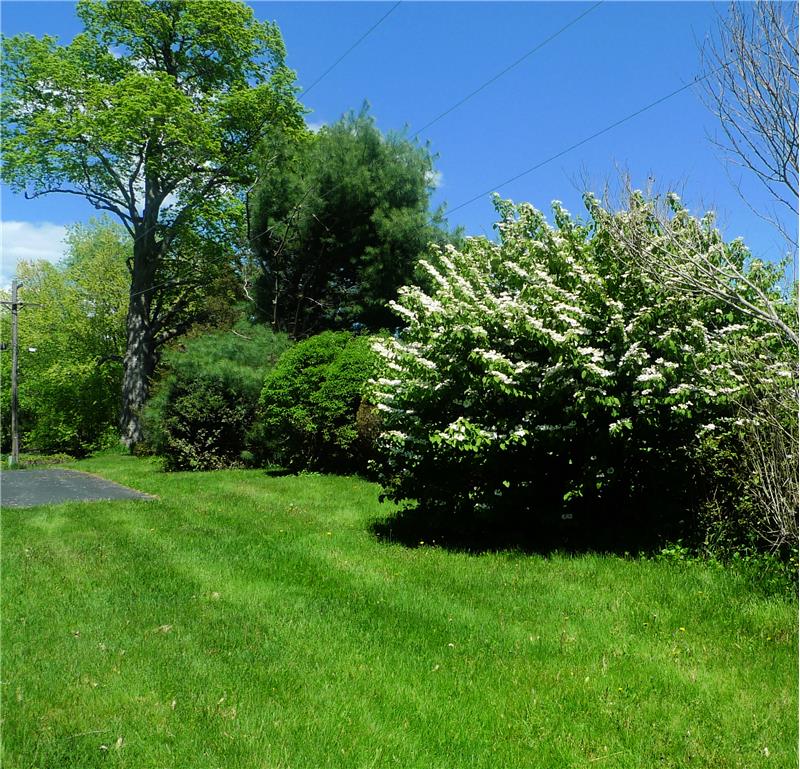 Shrubs and trees on property