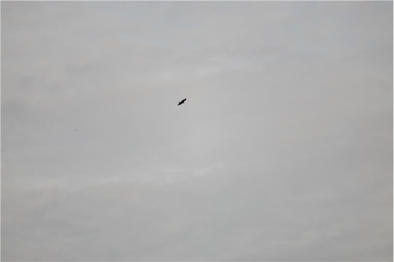 Lots of eagles in the area.