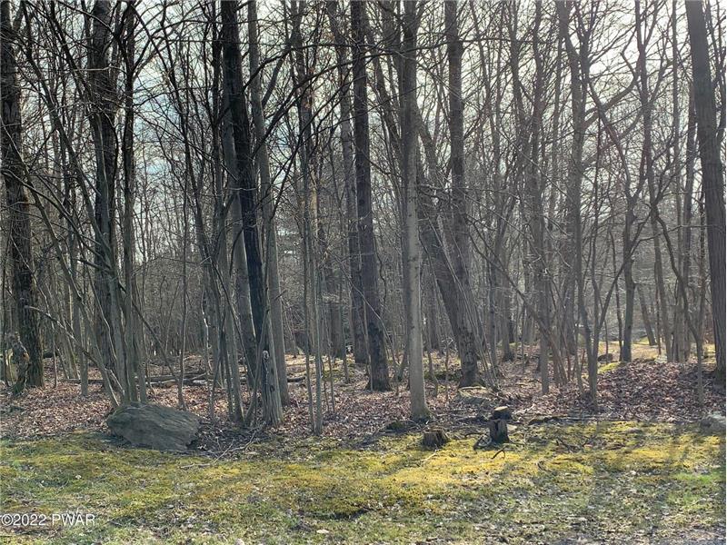 Mainly Level Lightly Wooded