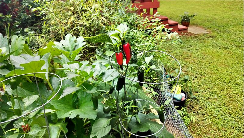 Pepper Plants