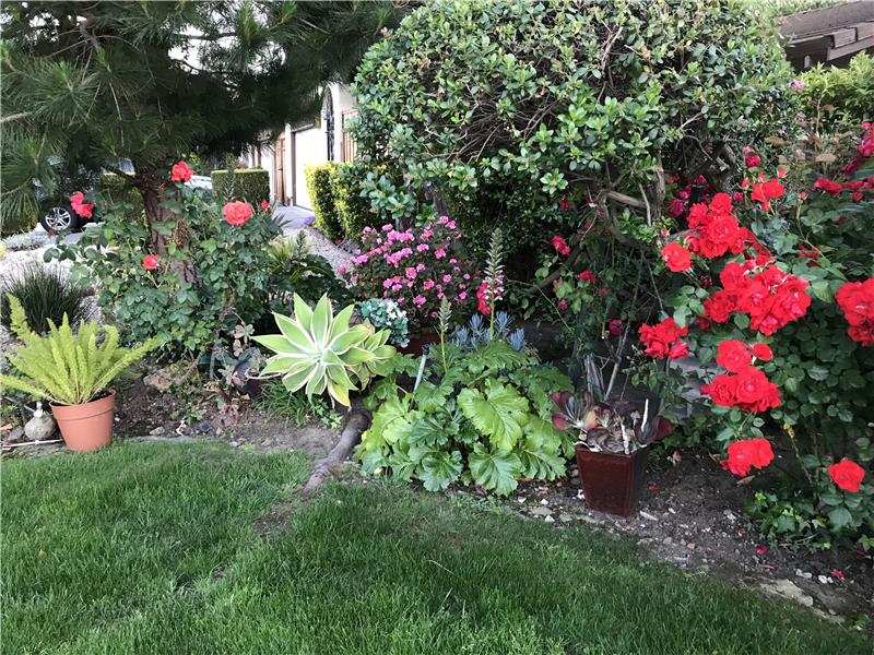 Lush front yard with roses, gardenias & agapanthus