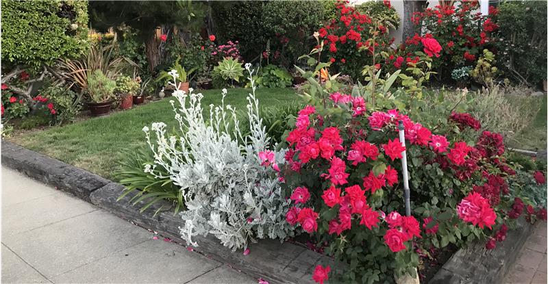 When in bloom, lovely front rose garden