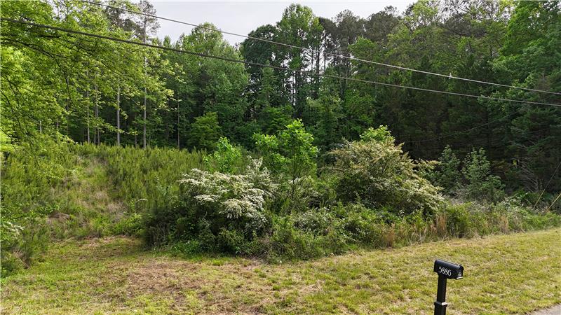All trees removed several yrs ago, no pines