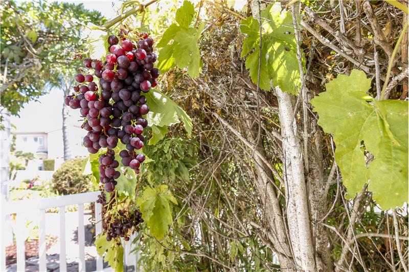 Speaking of entertaining, did you ever think you would own your own vines in Pismo Beach? THIS HOME HAS IT ALL!