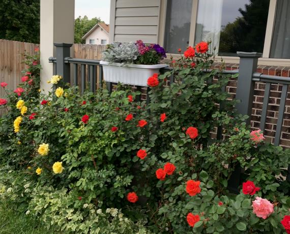 Summer roses by front porch