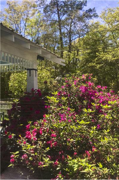 Spring blossoms