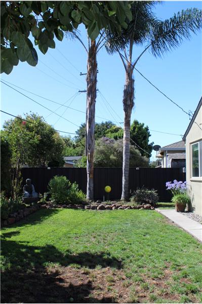 Mature Palm Trees 