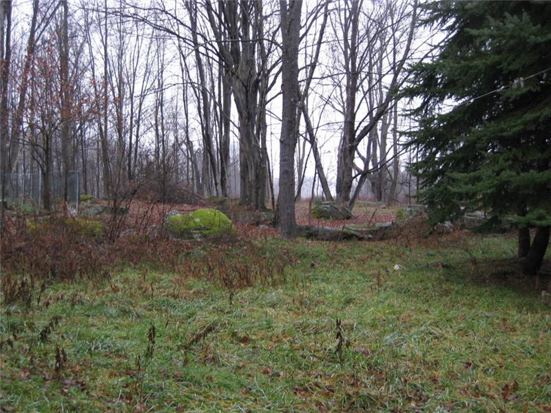 Forested Back Yard