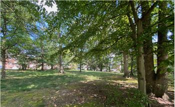 Treed Common Area