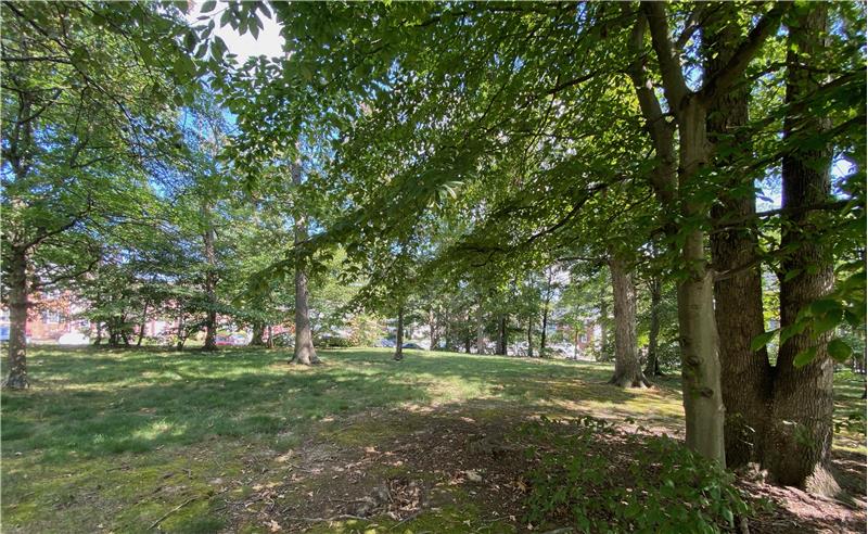 Treed Common Area