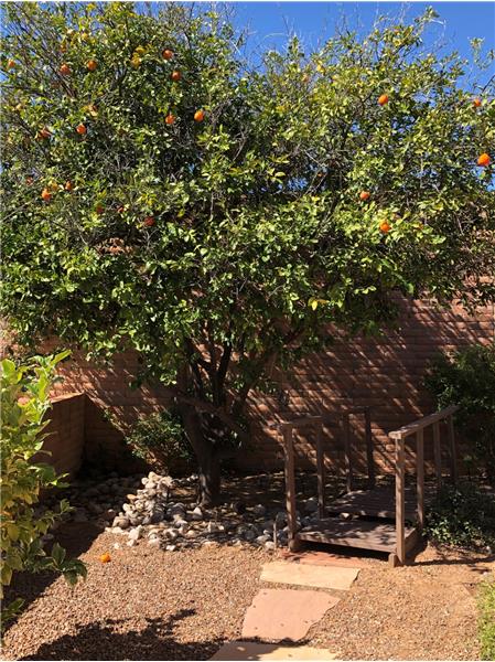 Many fruit trees on property