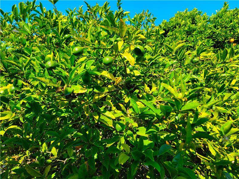 No camera saturation tricks here: these are two very healthy trees!