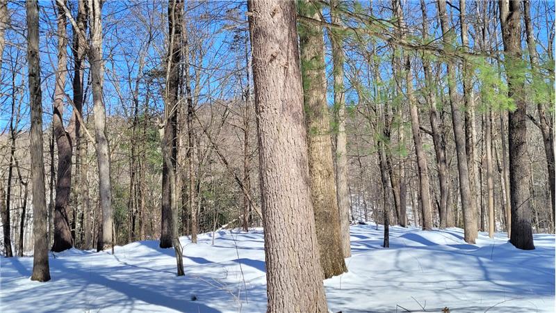 Beautiful trees surrounding the house