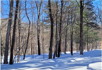 Peace and privacy are what these wooded acres provide