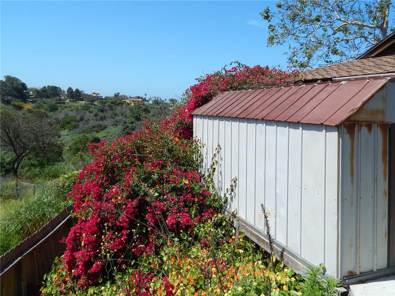 Old shed with flowers