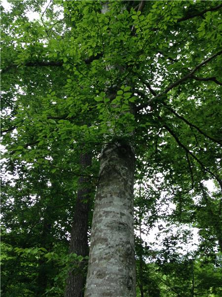 Beechnut Tree